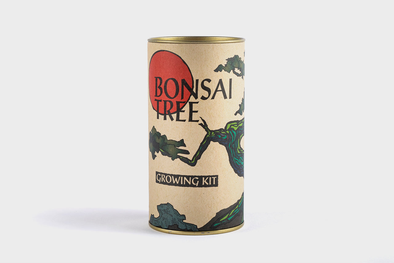 Bonsai tree seed grow kit from The Jonsteen Company 